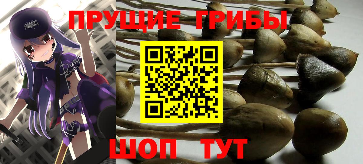Псилоцибиновые грибы MAGIC MUSHROOMS  Вход с VPN  Заречный  Галлюциногенные грибы Cubensis 